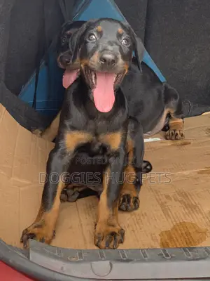 3-6 months Male Purebred Doberman Pinscher