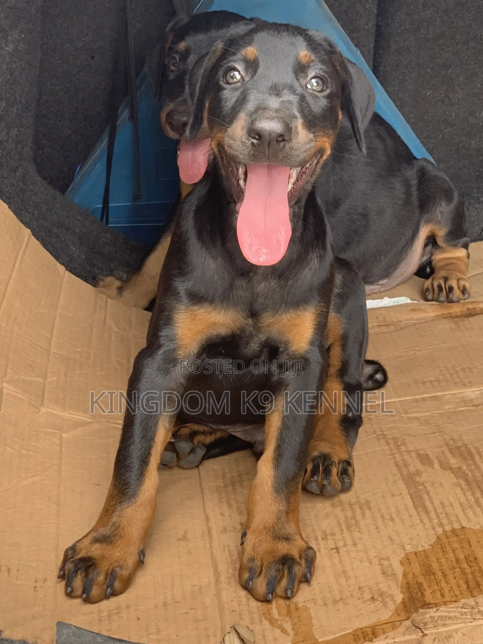 3-6 months Male Purebred Doberman Pinscher