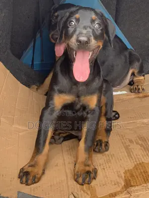 3-6 months Male Purebred Doberman Pinscher