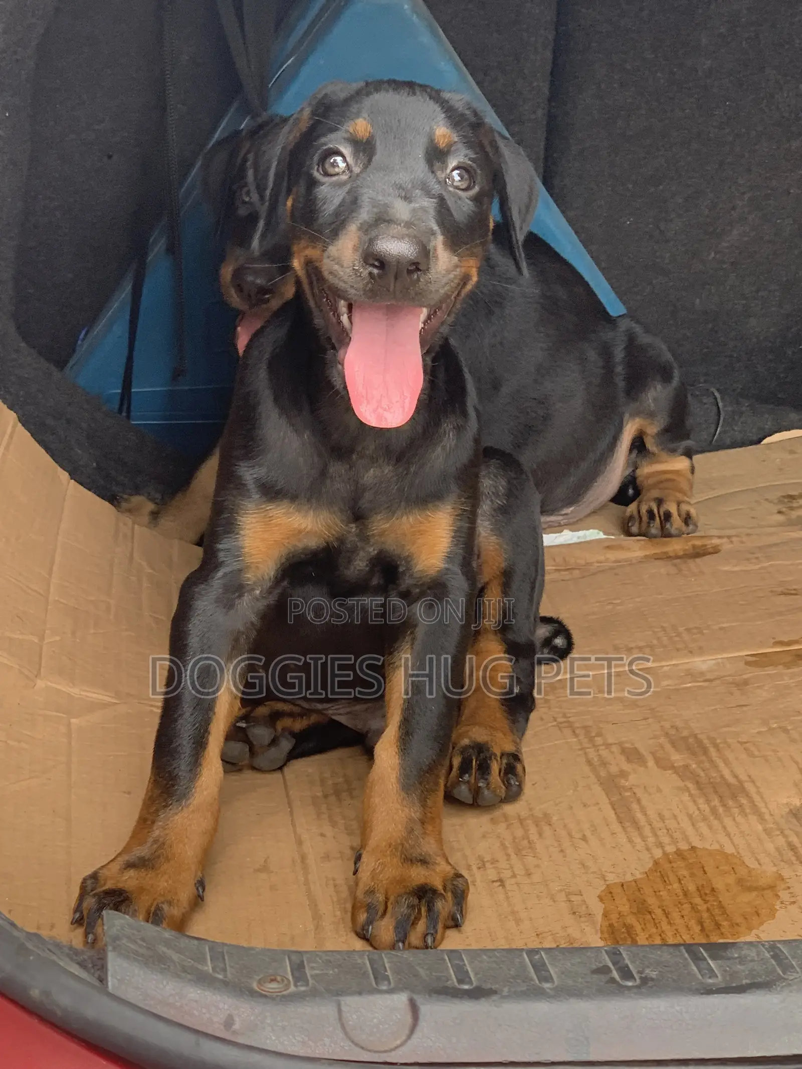 3-6 months Male Purebred Doberman Pinscher