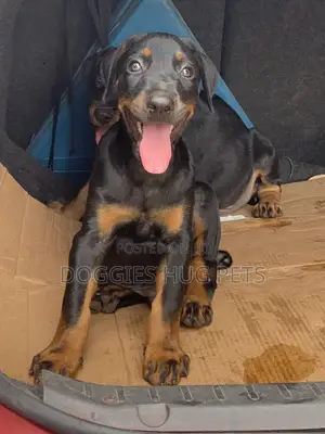 3-6 months Male Purebred Doberman Pinscher