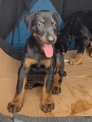 3-6 months Male Purebred Doberman Pinscher