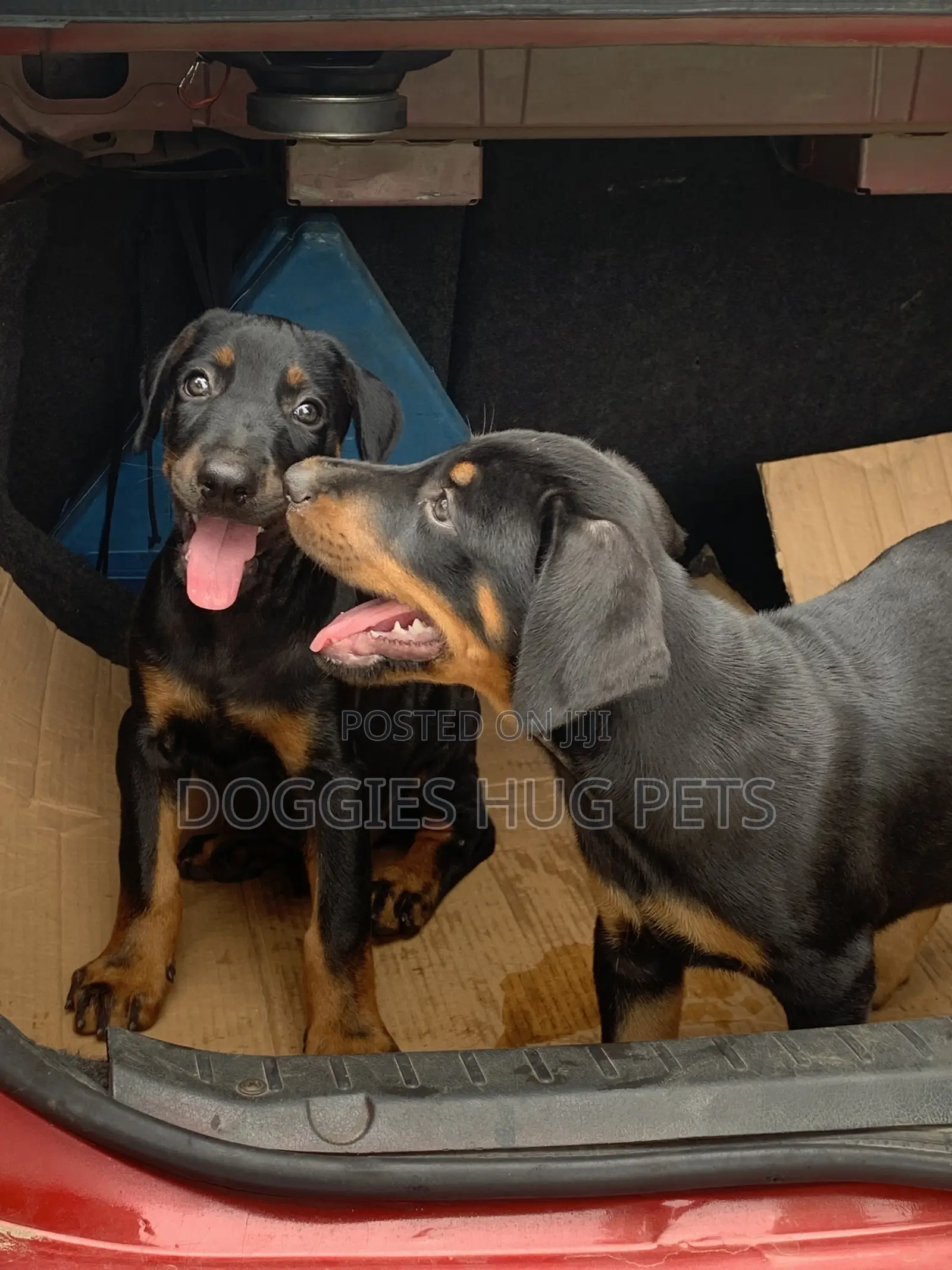 3-6 months Male Purebred Doberman Pinscher