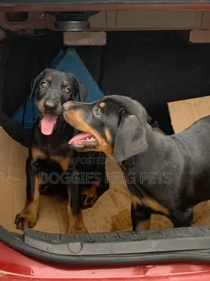 3-6 months Male Purebred Doberman Pinscher