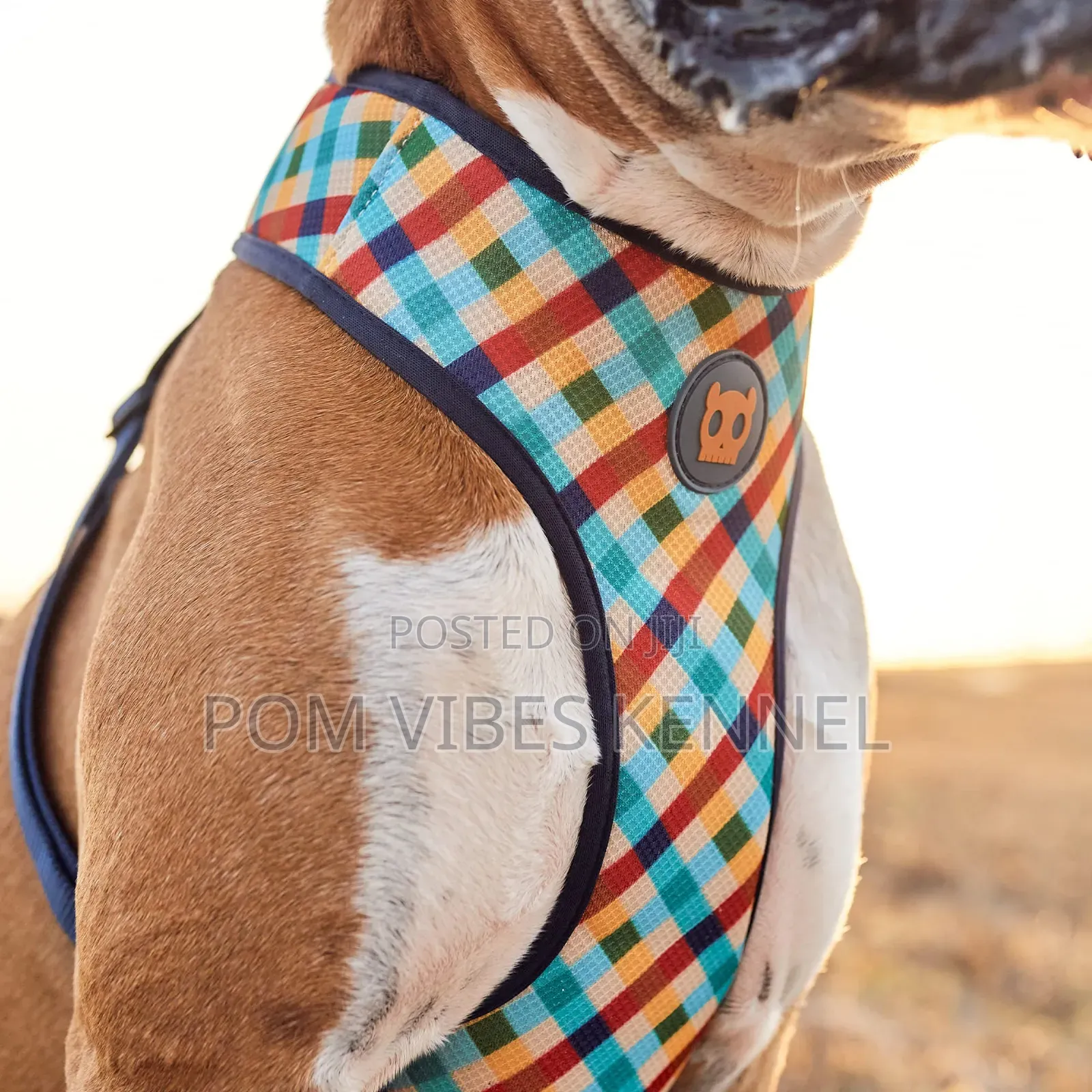 Zee.Dog Blocks Air Mesh Dog Harness