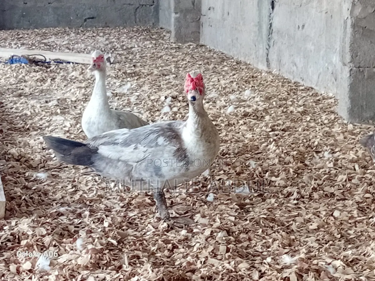 Amega Farms%