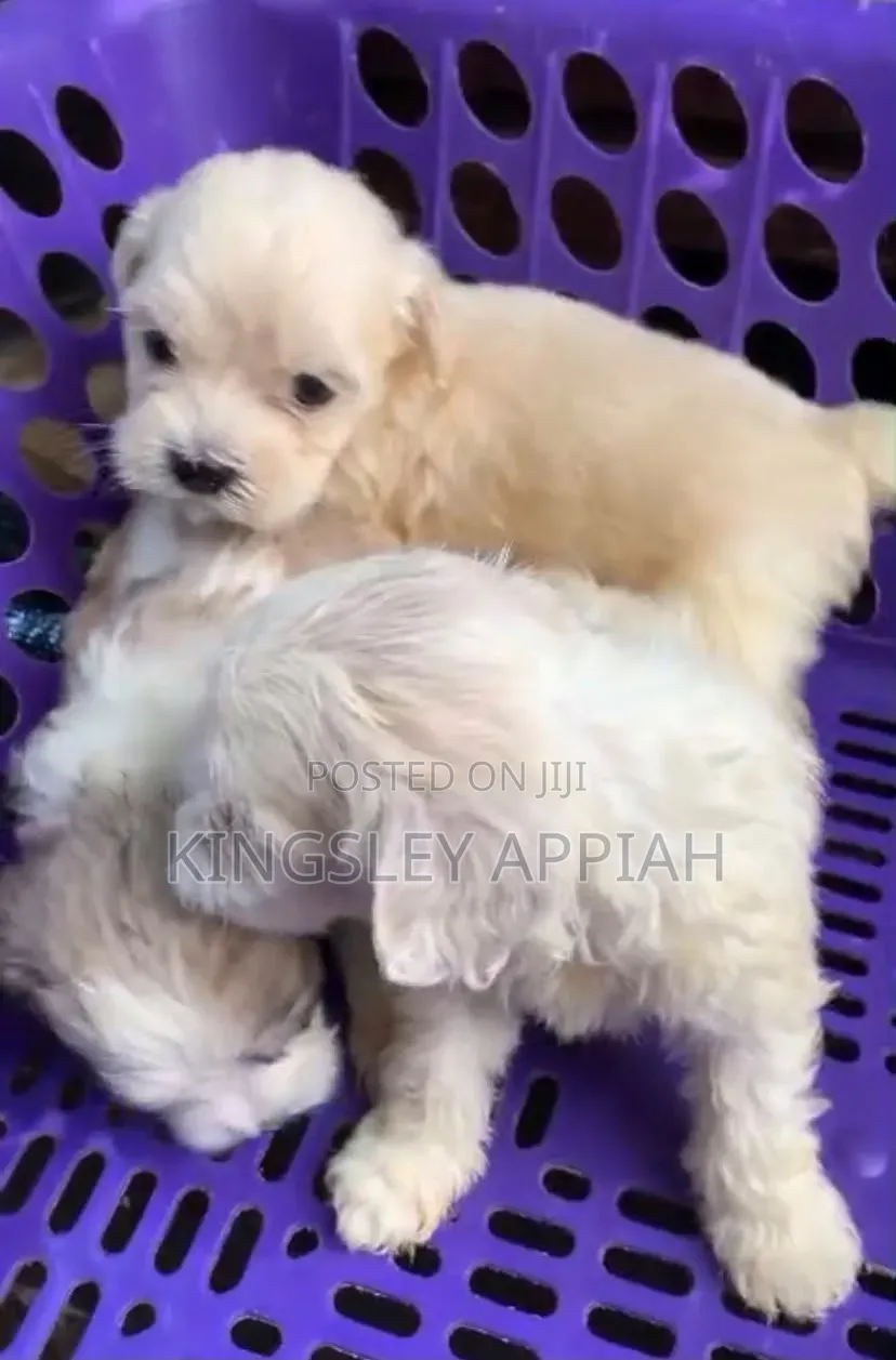 1-3 months Female Purebred Poodle