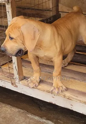 1-3 months Female Purebred Boerboel