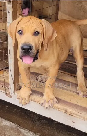 1-3 months Female Purebred Boerboel