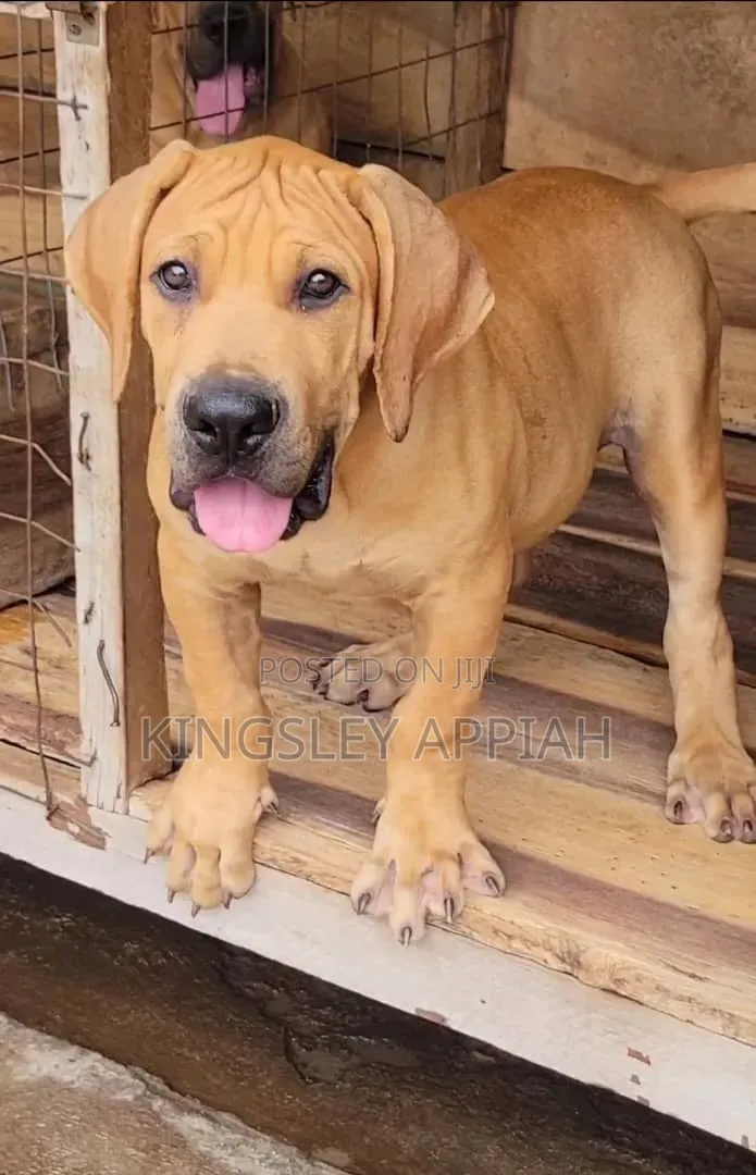 1-3 months Female Purebred Boerboel