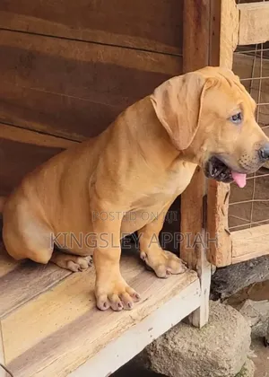 1-3 months Female Purebred Boerboel