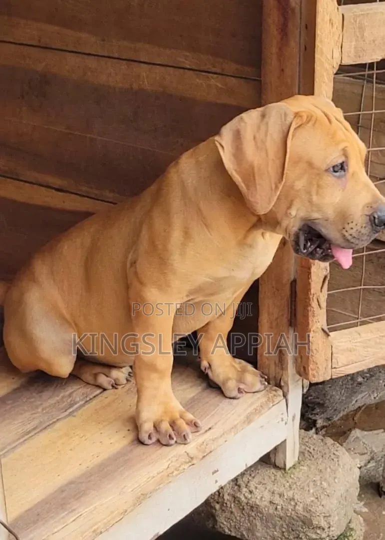 1-3 months Female Purebred Boerboel