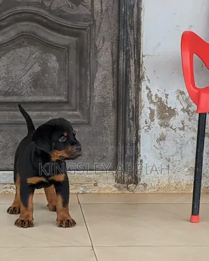 1-3 months Female Purebred Rottweiler