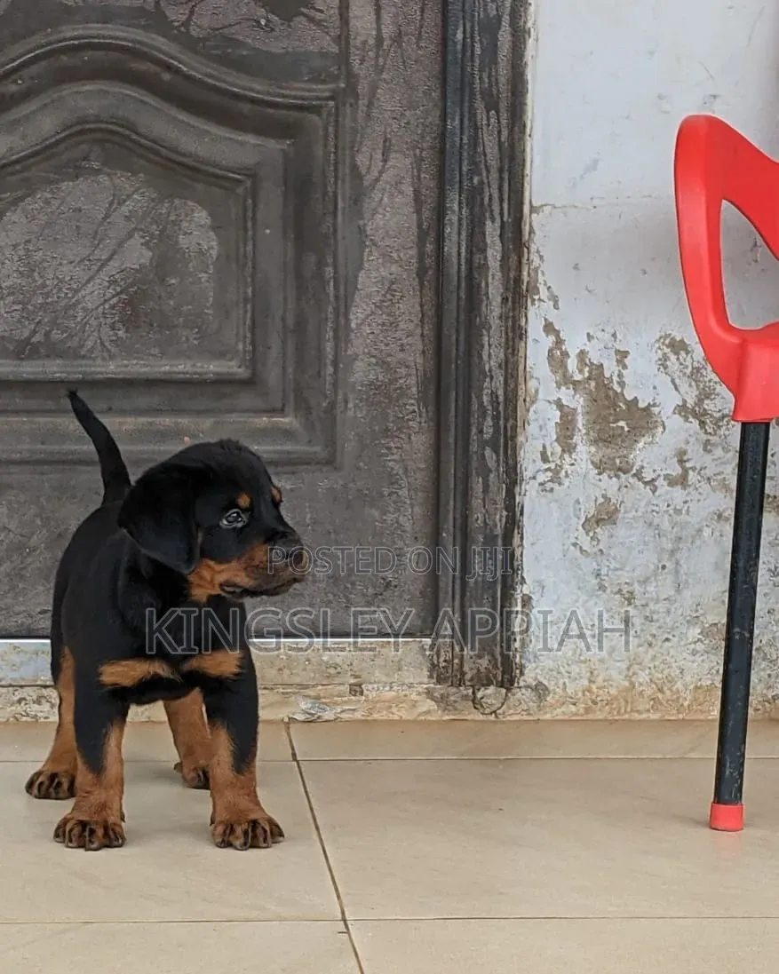 1-3 months Female Purebred Rottweiler
