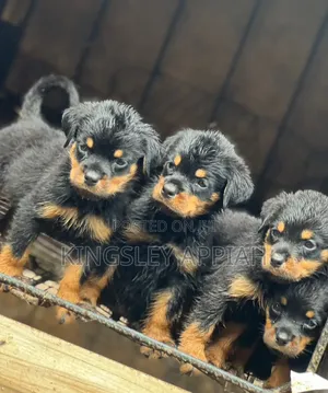 1-3 months Female Purebred Rottweiler