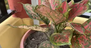 Indoor and Outdoor Flowers