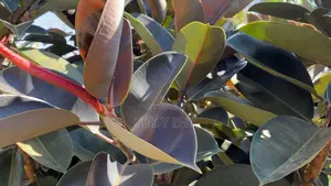 Indoor and Outdoor Flowers