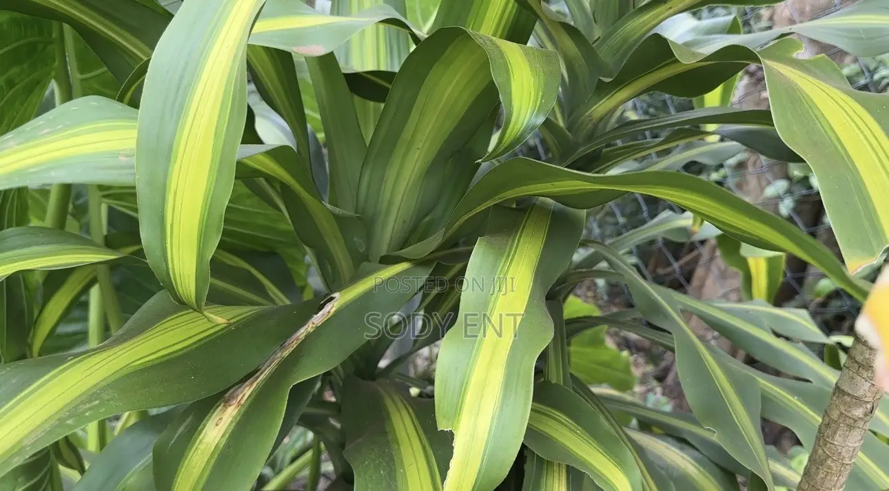 Indoor and Outdoor Flowers