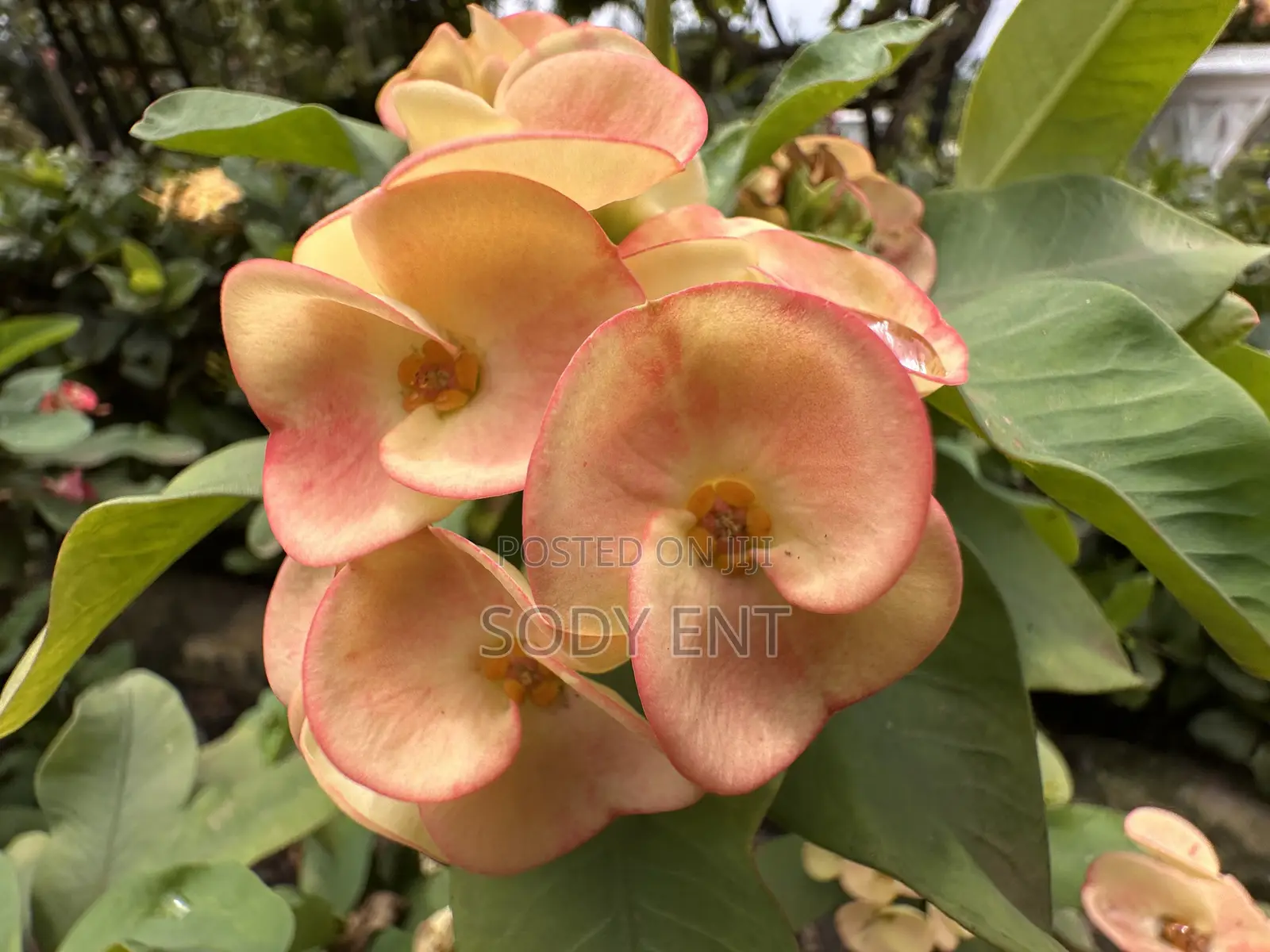Indoor and Outdoor Flowers