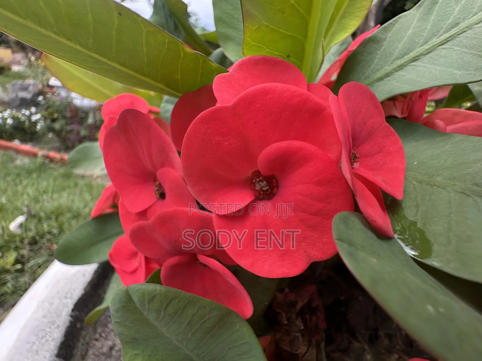 Indoor and Outdoor Flowers