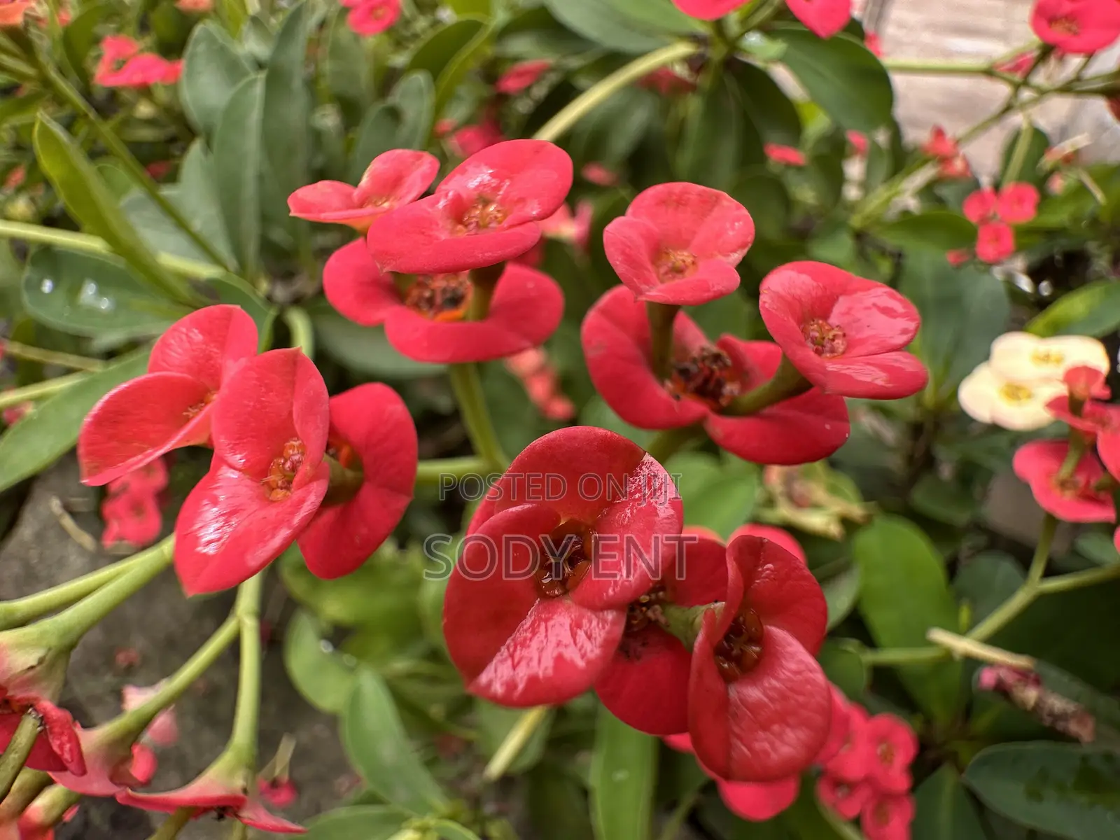 Indoor and Outdoor Flowers