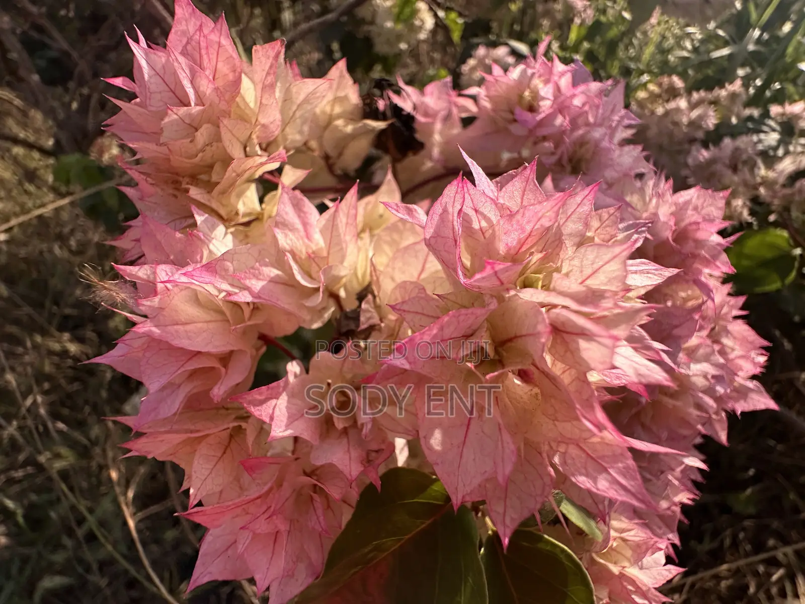 Indoor and Outdoor Flowers