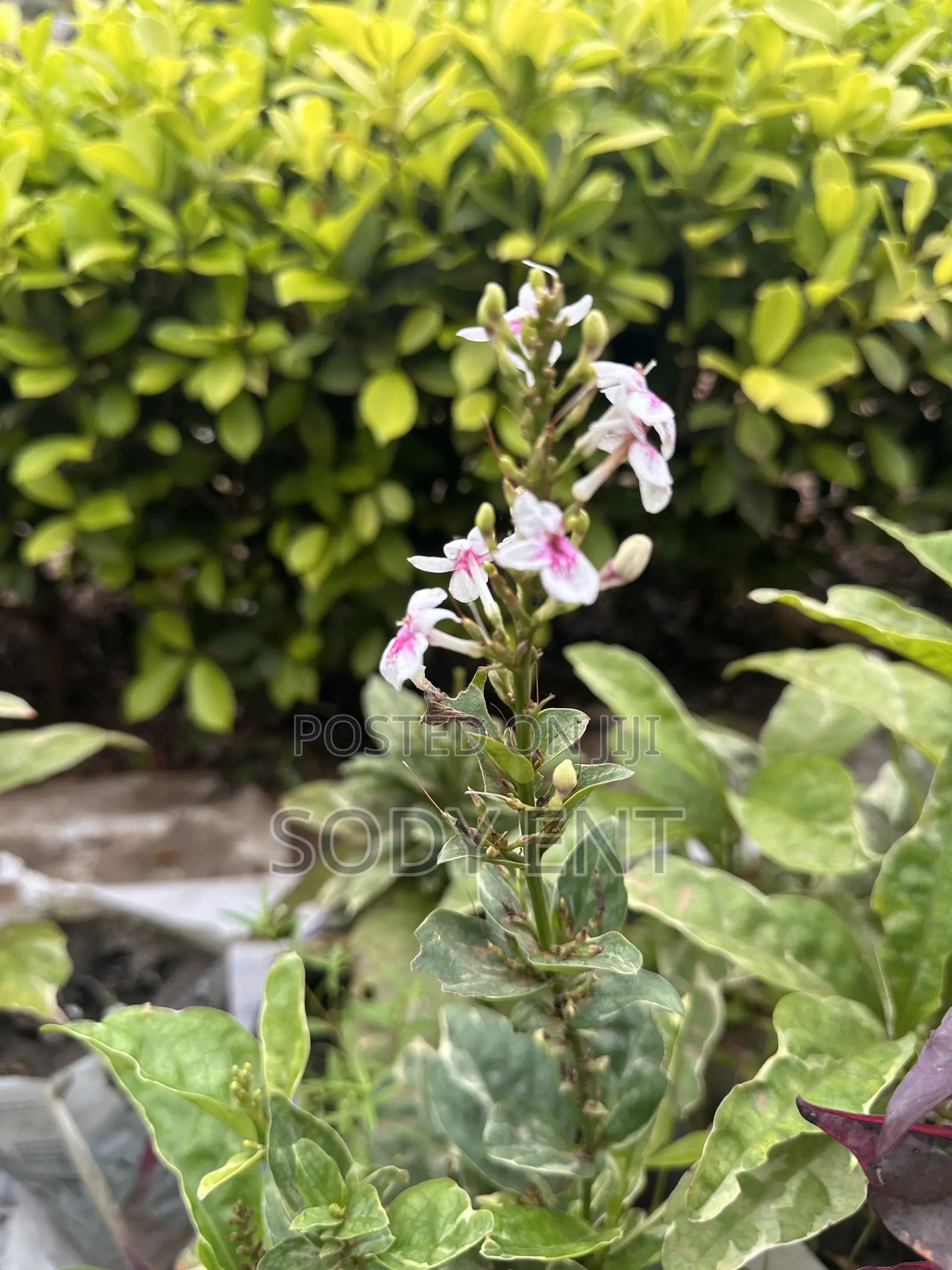 Indoor and Outdoor Flowers