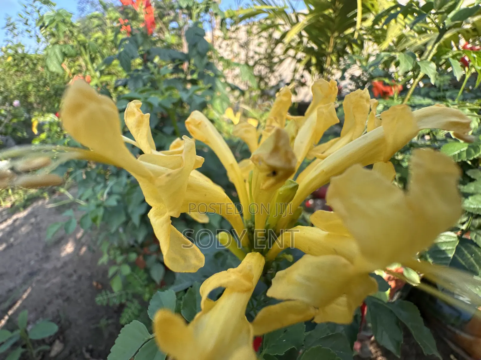 Indoor and Outdoor Flowers
