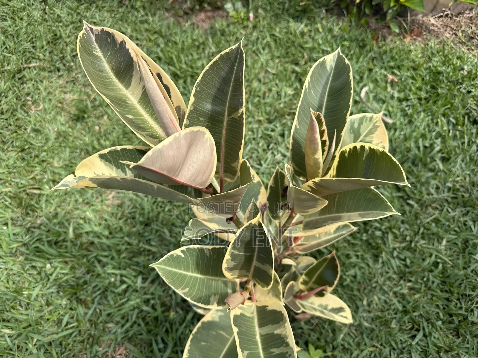 Indoor and Outdoor Flowers