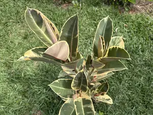 Indoor and Outdoor Flowers