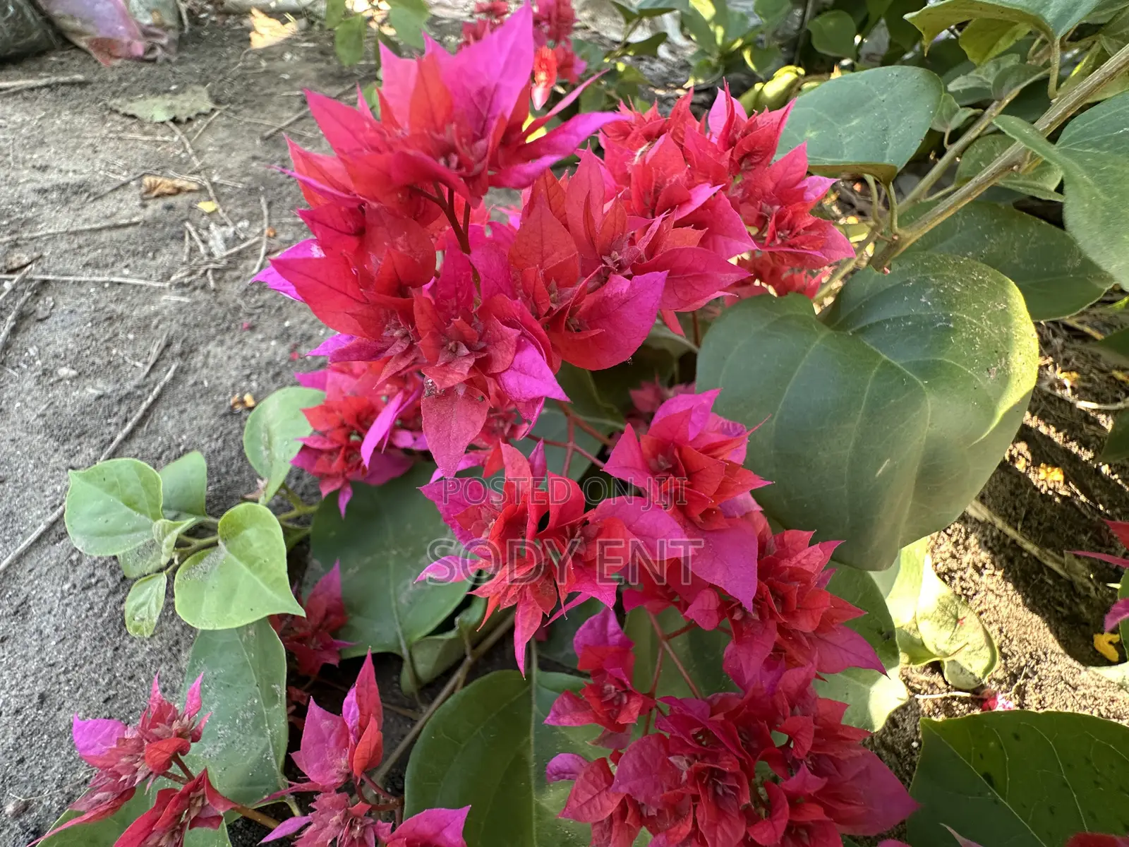 Indoor and Outdoor Flowers