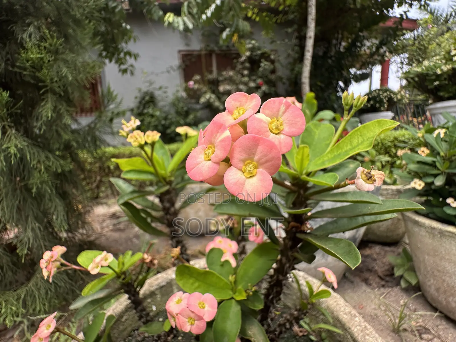 Indoor and Outdoor Flowers