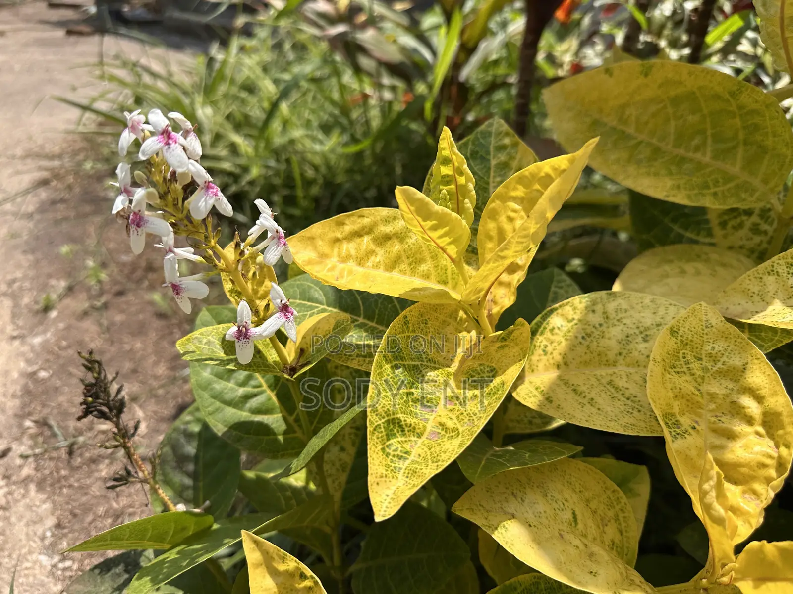 Indoor and Outdoor Flowers