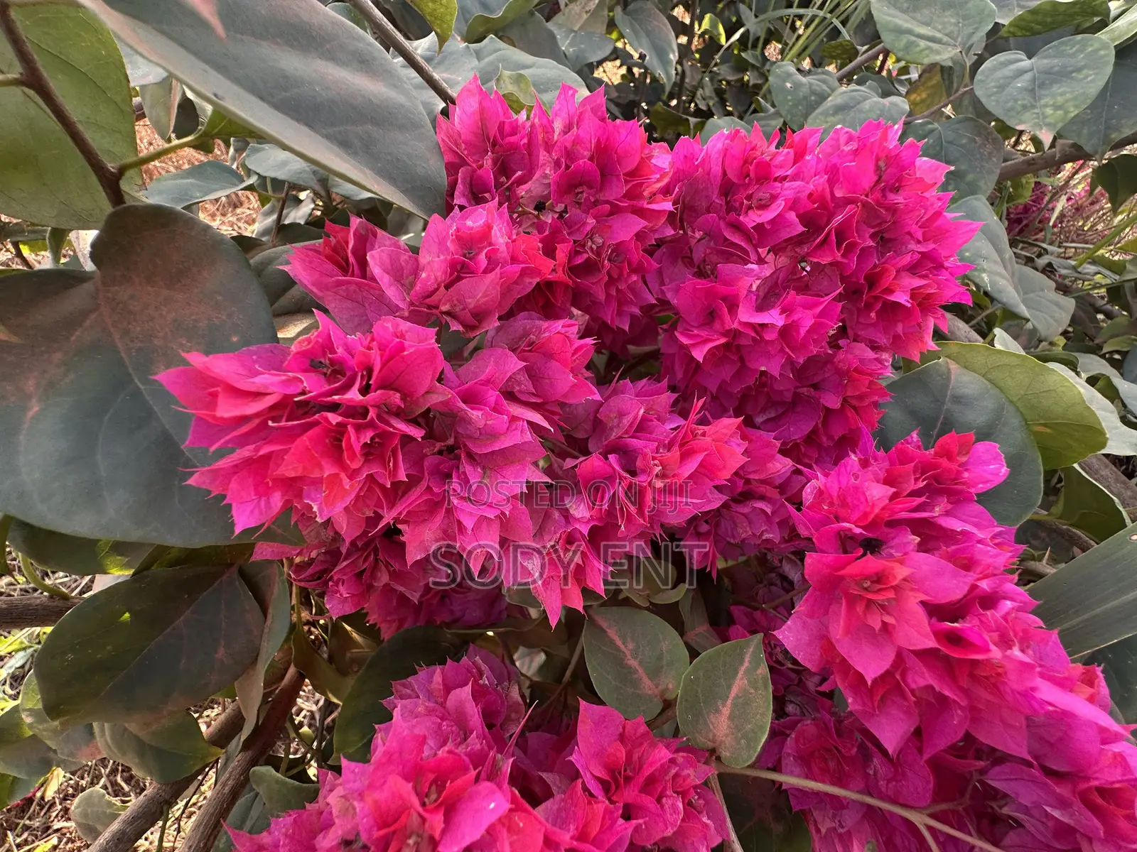 Indoor and Outdoor Flowers