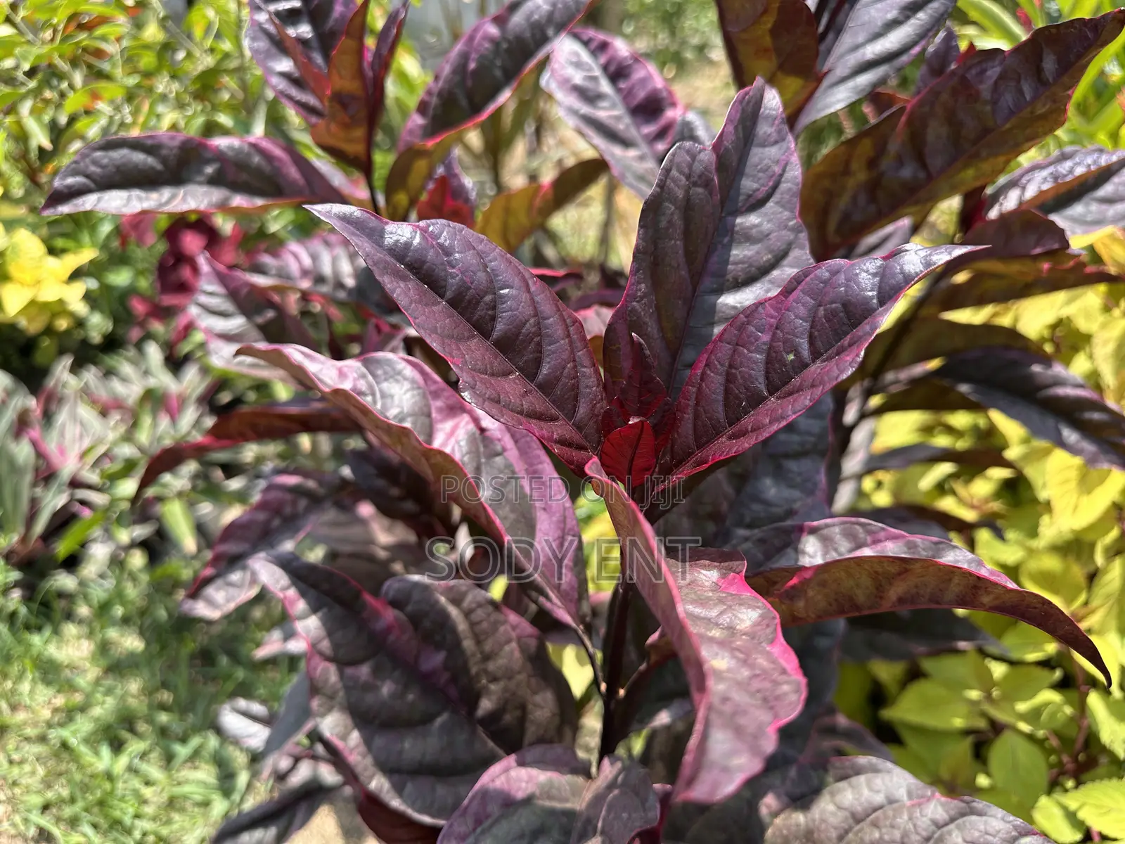 Indoor and Outdoor Flowers