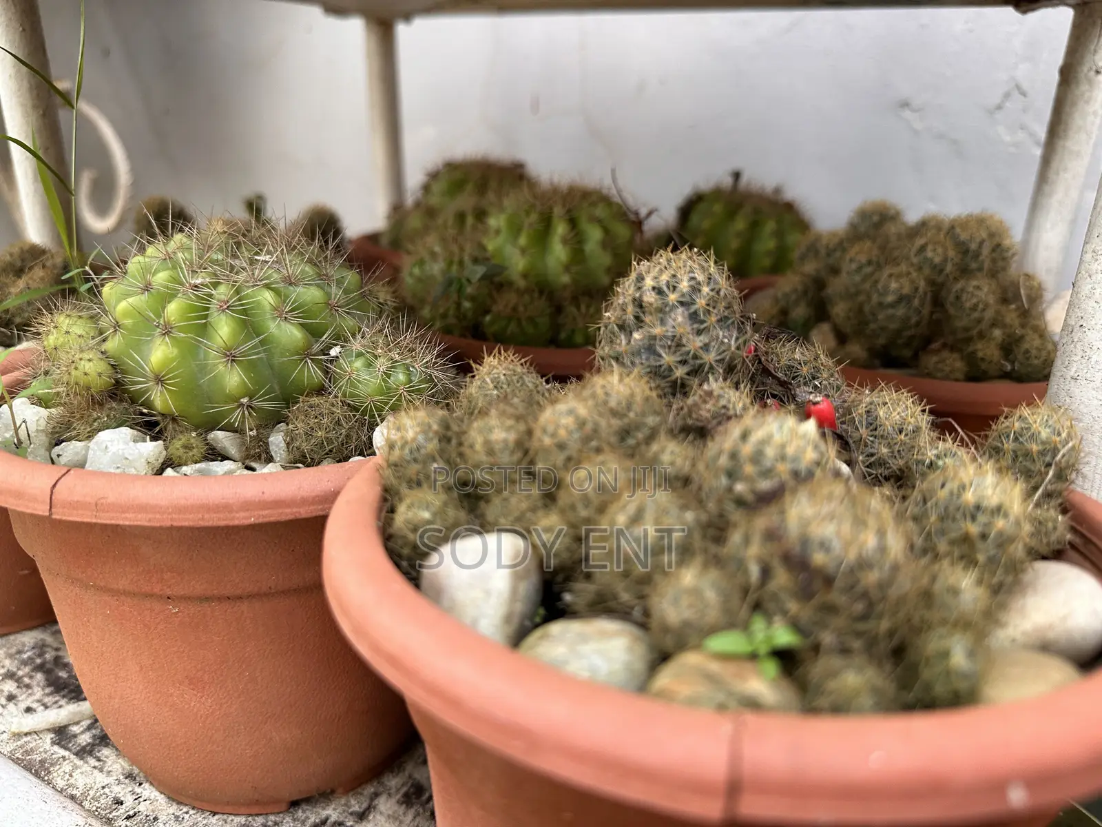 Indoor and Outdoor Flowers
