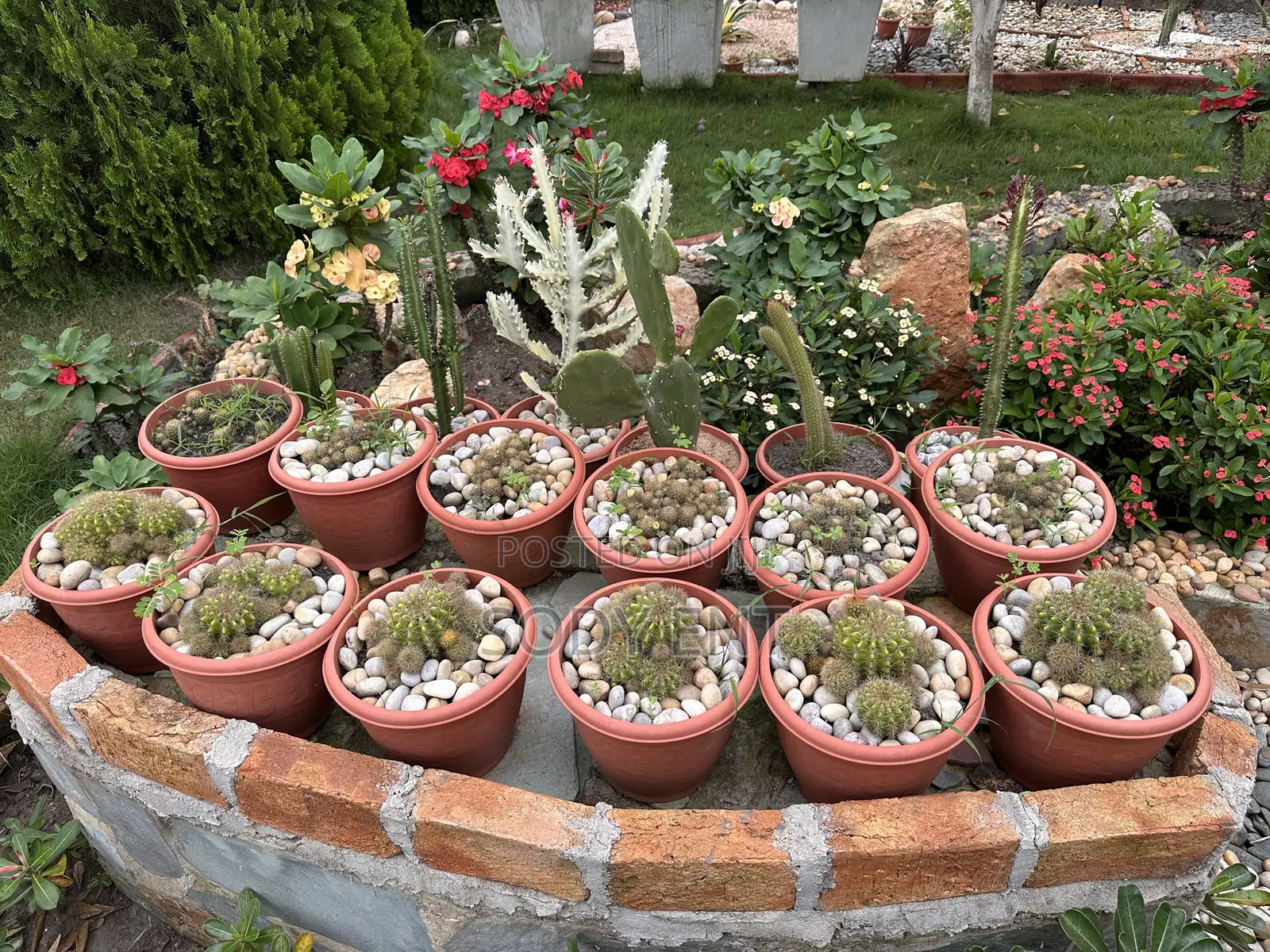 Indoor and Outdoor Flowers