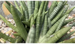 Snake Plant