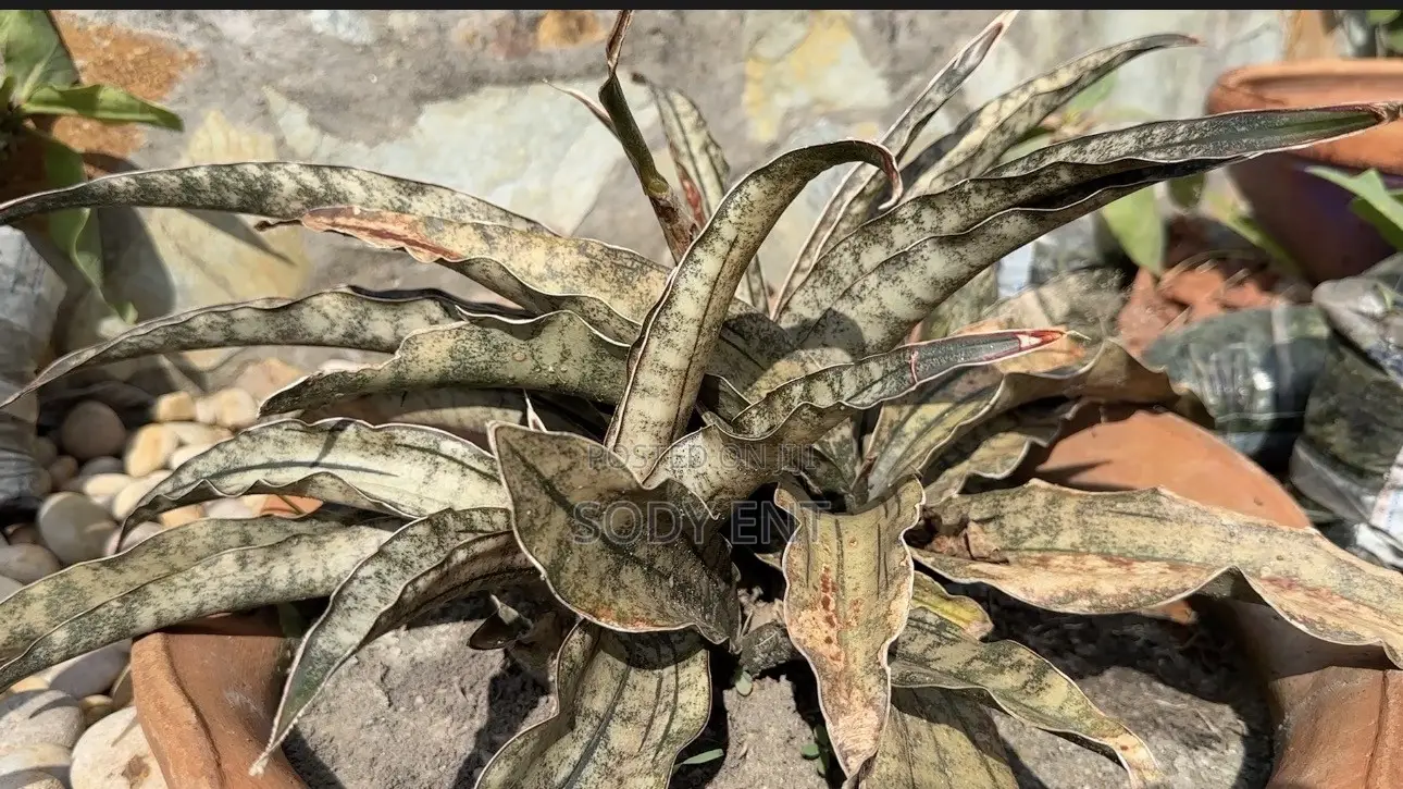 Snake Plant
