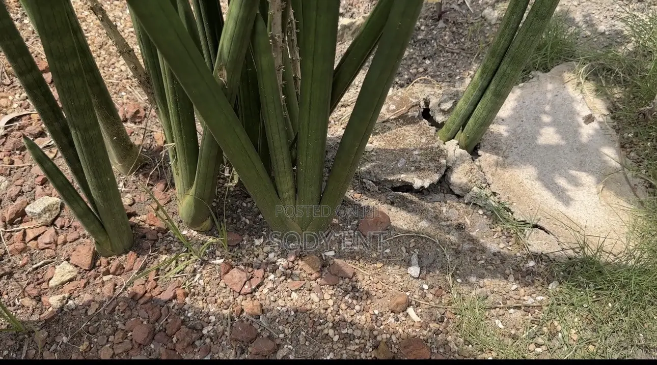Snake Plant