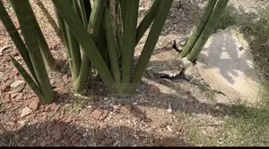 Snake Plant