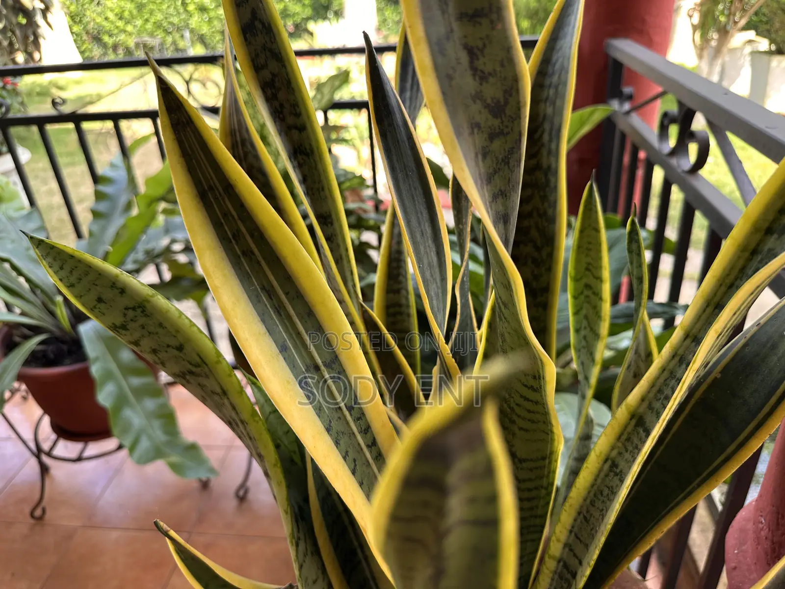 Snake Plant