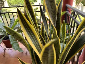 Snake Plant