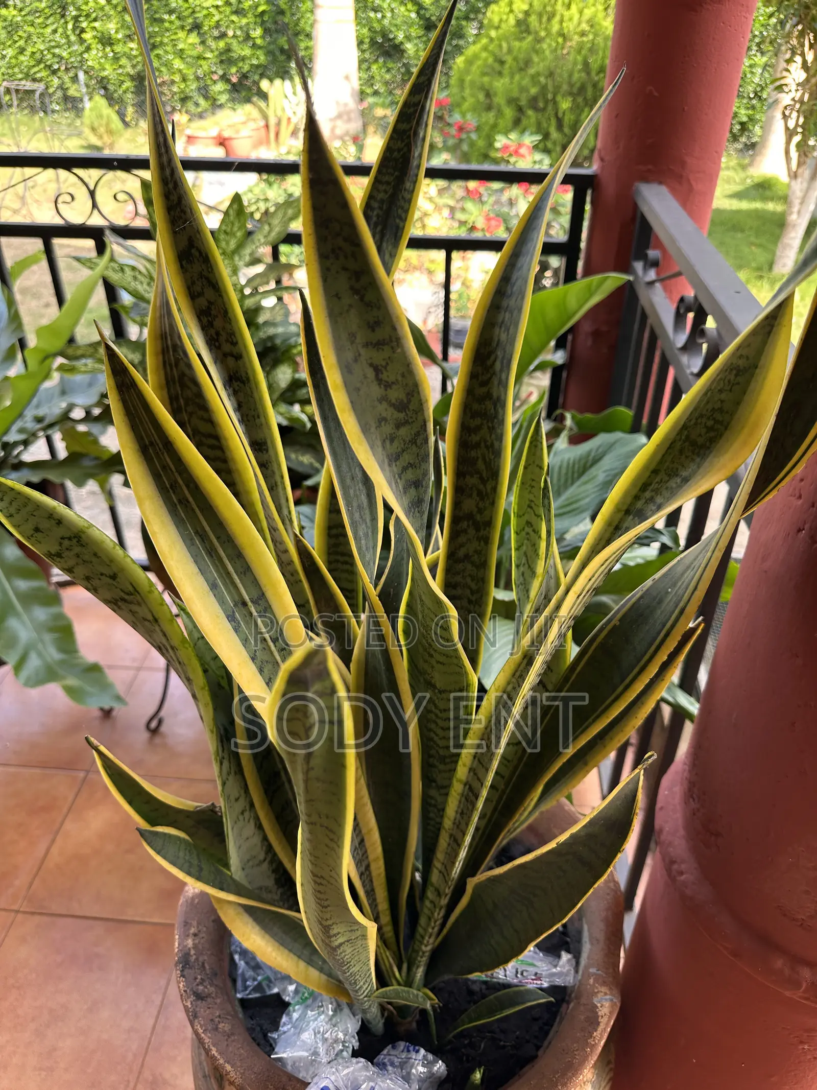 Snake Plant