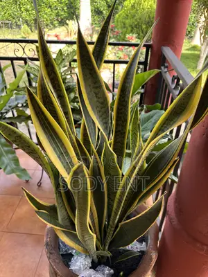Snake Plant