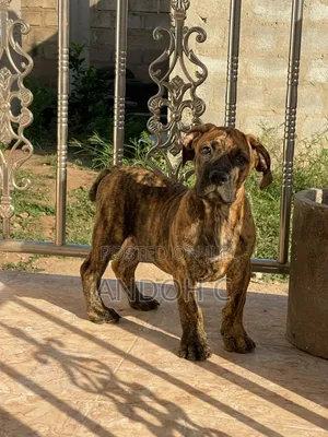 1-3 months Male Purebred Boerboel