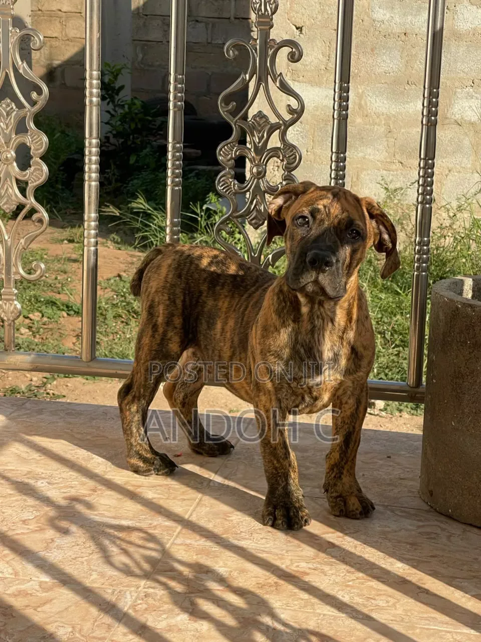 1-3 months Male Purebred Boerboel