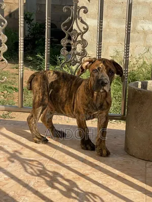1-3 months Male Purebred Boerboel