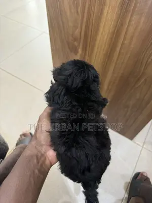 1-3 months Male Purebred Poodle
