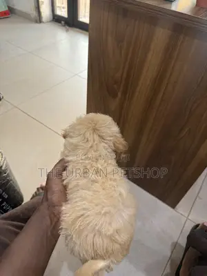 1-3 months Male Purebred Poodle